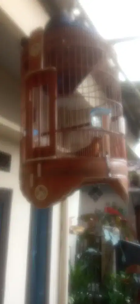 Dijual am ring bali bodi big dah rajin semi msih giras