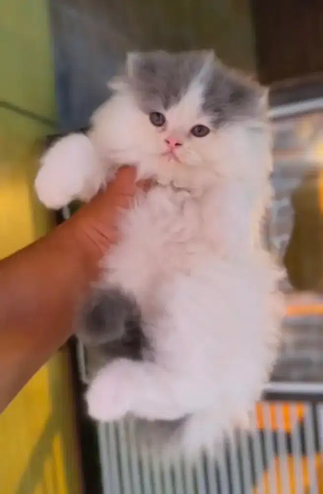 Kitten flatnose 2,5 bulan gembul betina