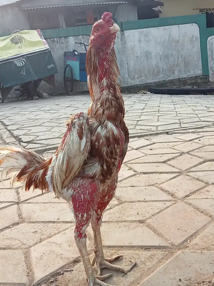 Ayam Bangkok plucker