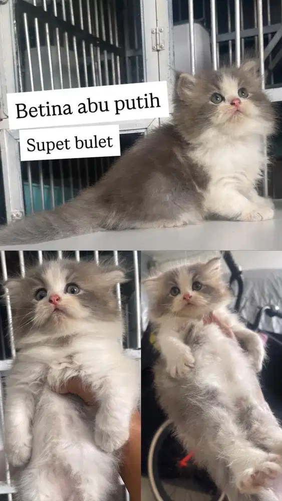 Kitten  persia betina longhair abu putih bicolour