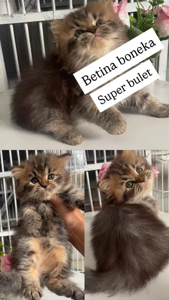 Kitten persia betina cantik  longhair