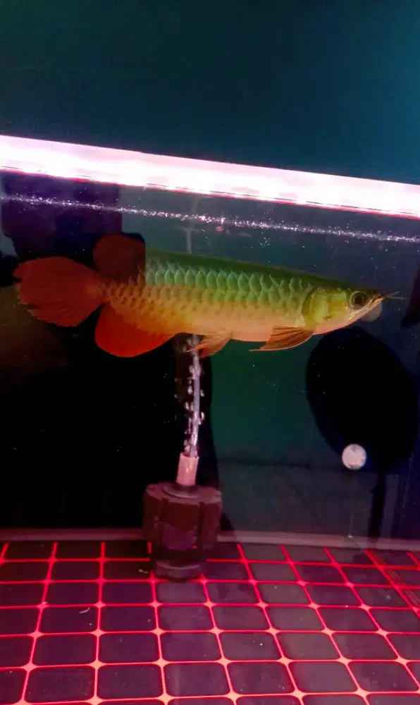 Ikan Arwana Super Red