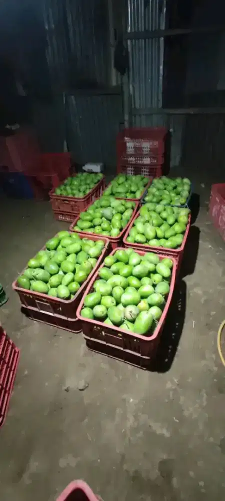 Mangga gadung buat rujak