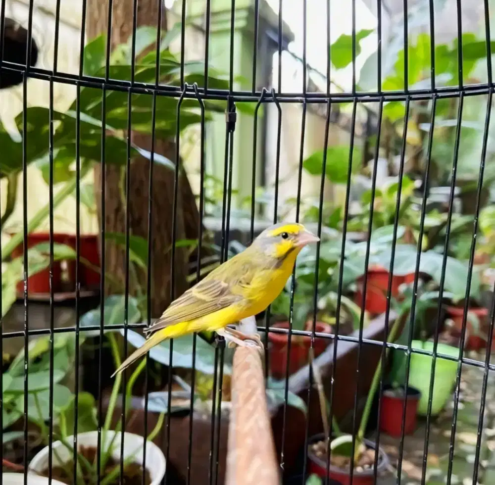 MOZAMBIK JANTAN GACOOR