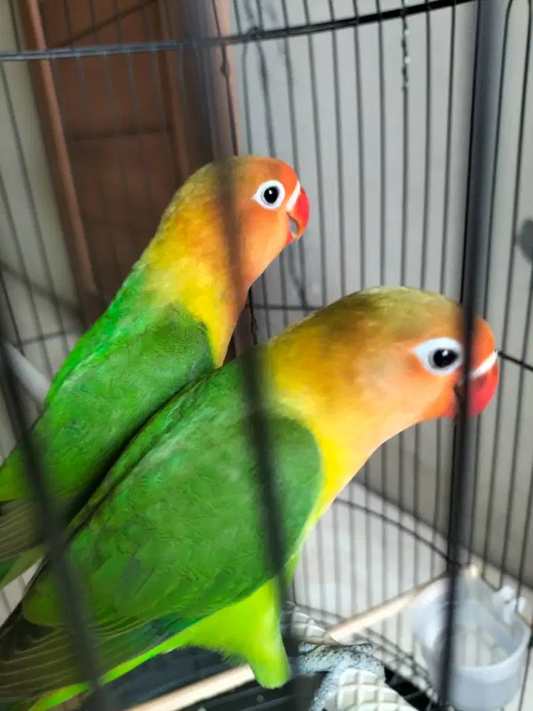 Lovebird babi ijo sehat