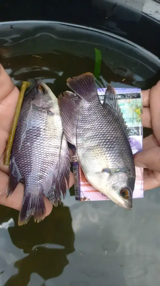 Bibit Gurame Soang 4 Jari