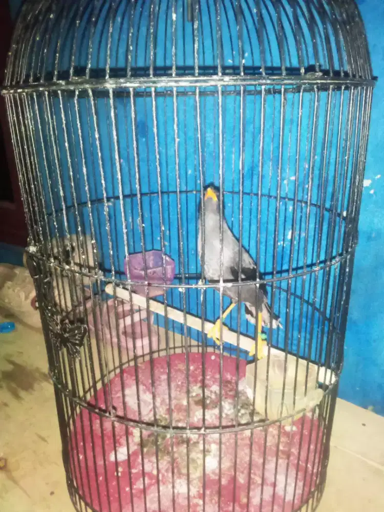Trucukan Jaktim dan jalak kebo