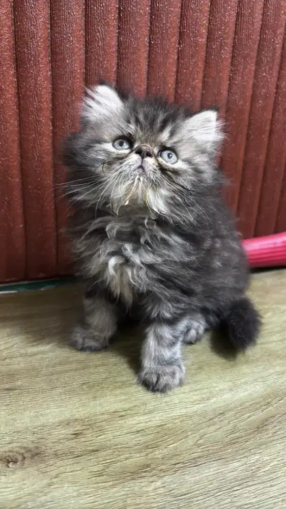 Kucing persia peaknose