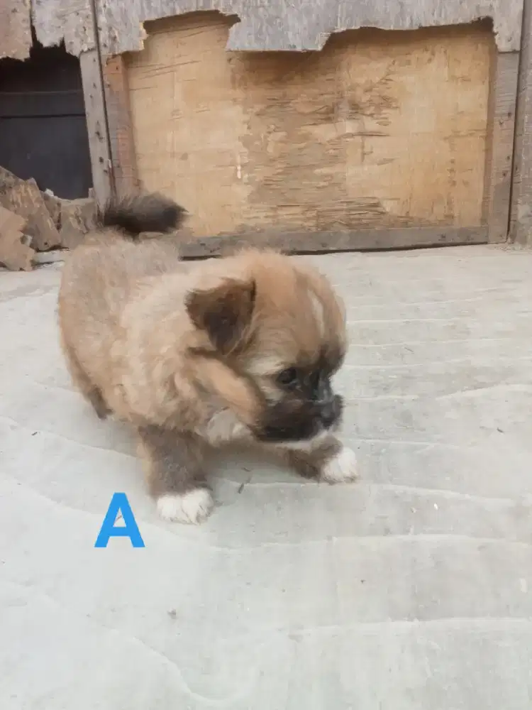 Anak anjing shitpom
