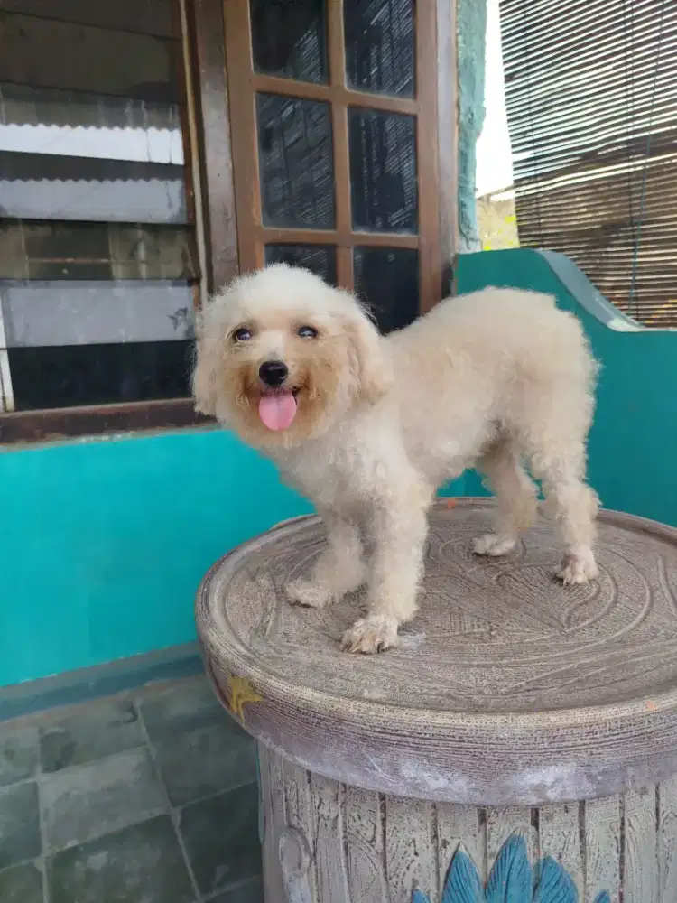 Toy poodle betina