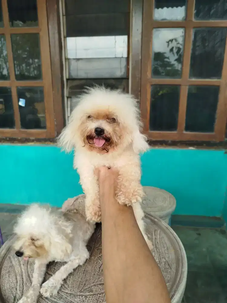 Borong poodle betina
