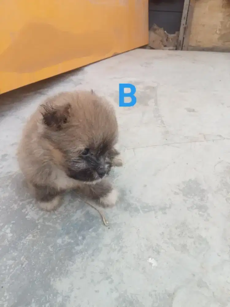 Di jual anak anjing shitpom