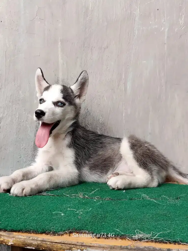 Anakan anjing ras mix