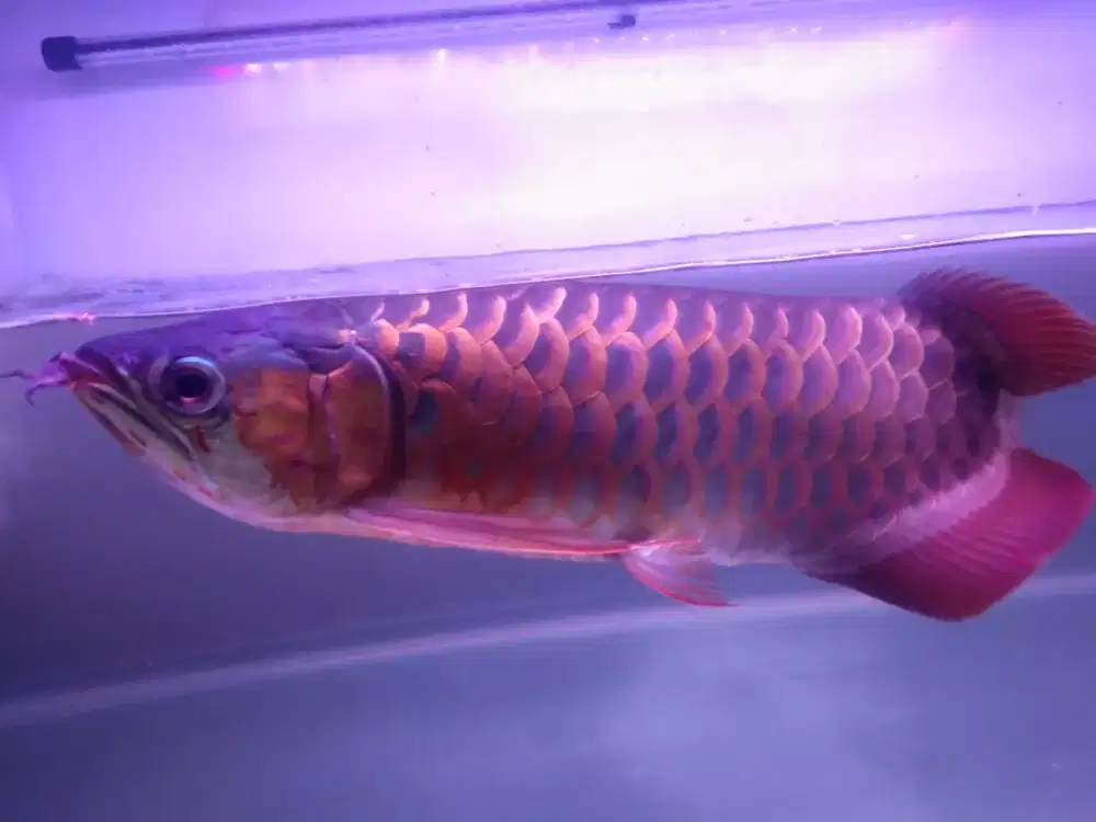Arwana SUPER RED KALIMANTAN