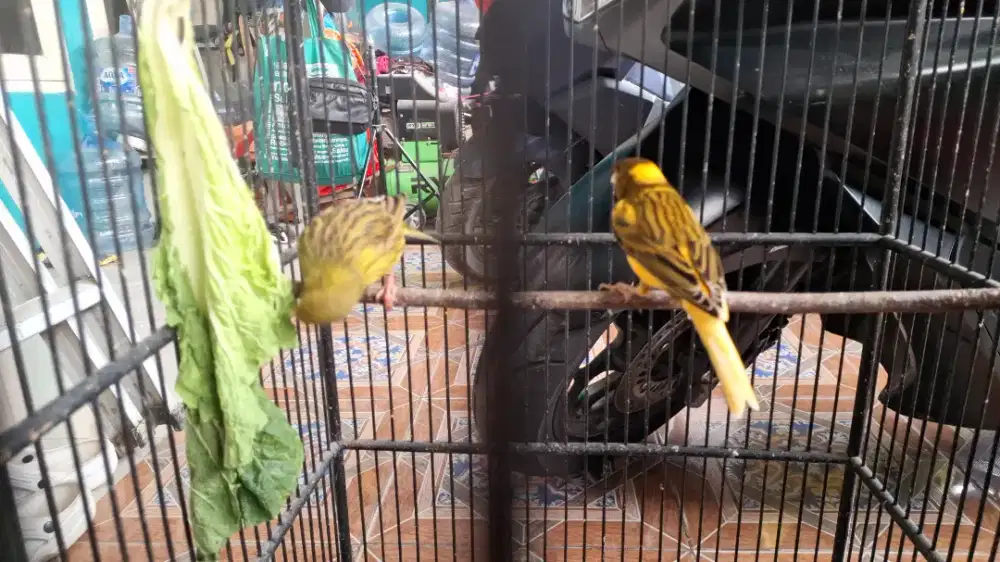 Kenari sepasang gacor
