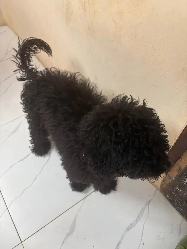 jual anjing poodle jantan