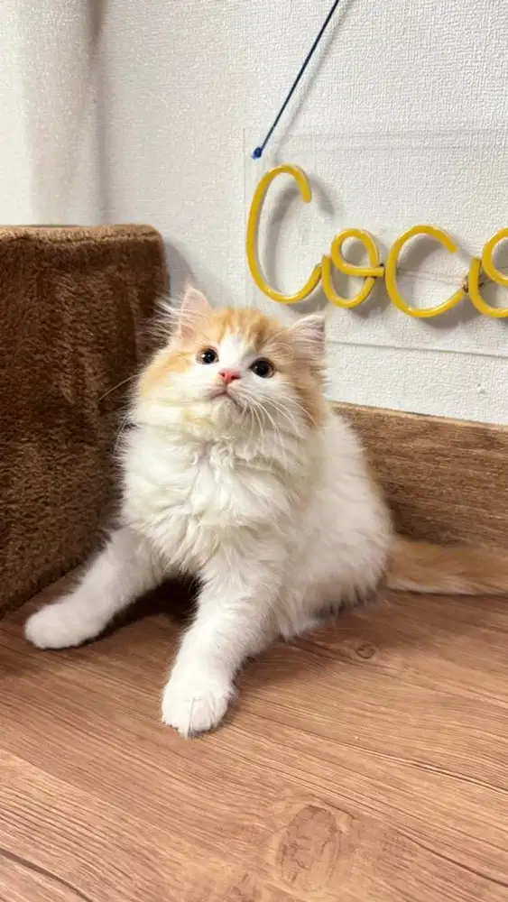 Kitten Kucing Persia
