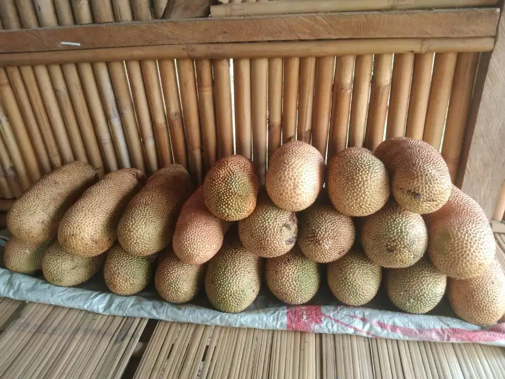 Jual buah cempedak