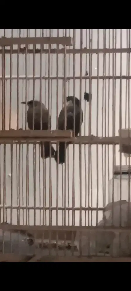 Burung kutilang sama burung trucukan.berjodoh yg mau ternak.