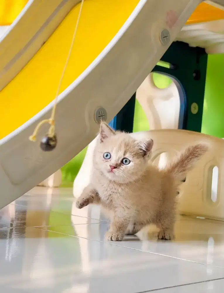 British munchkin kitten