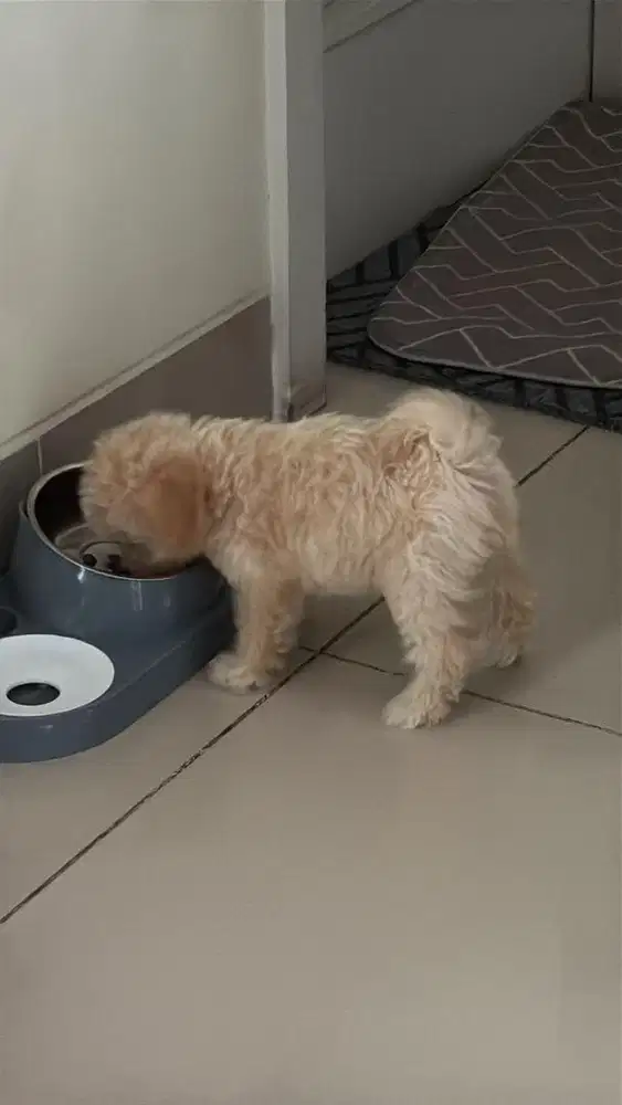 Di cari orang mau adopsi puppy