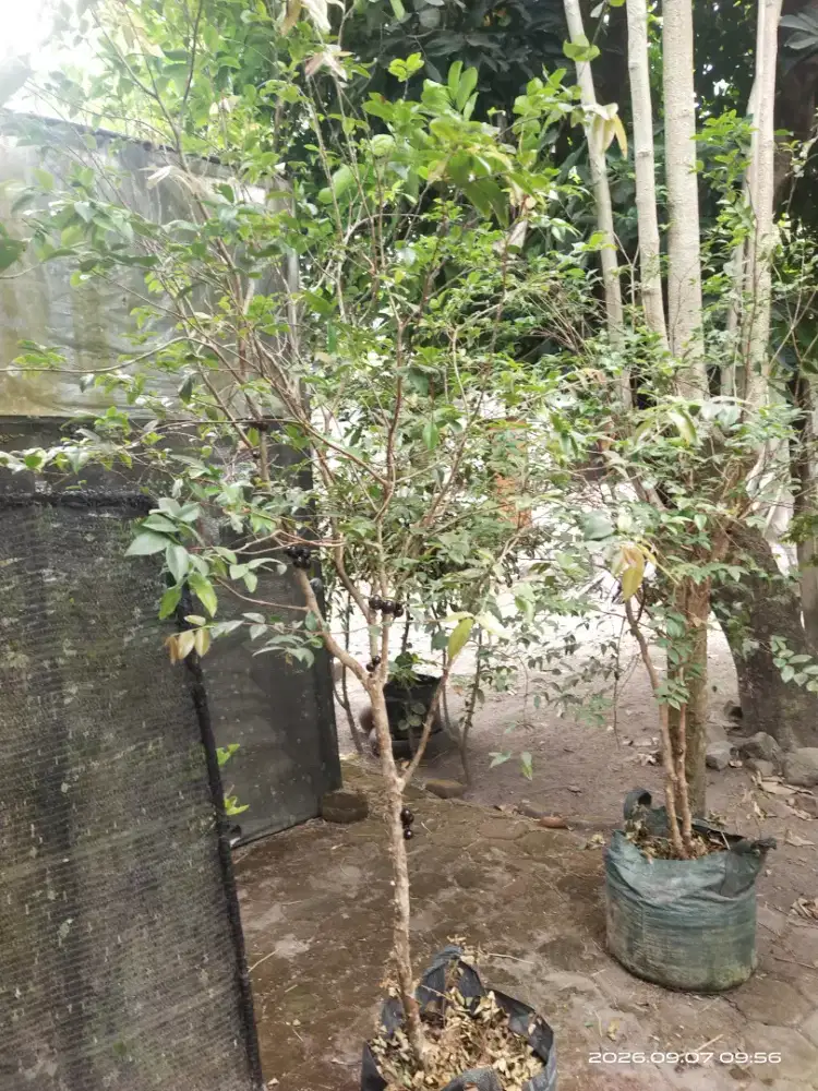 Anggur brazil berbuah