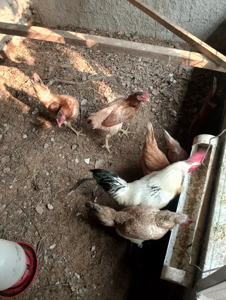 Ayam Elba usia 8 -9bln