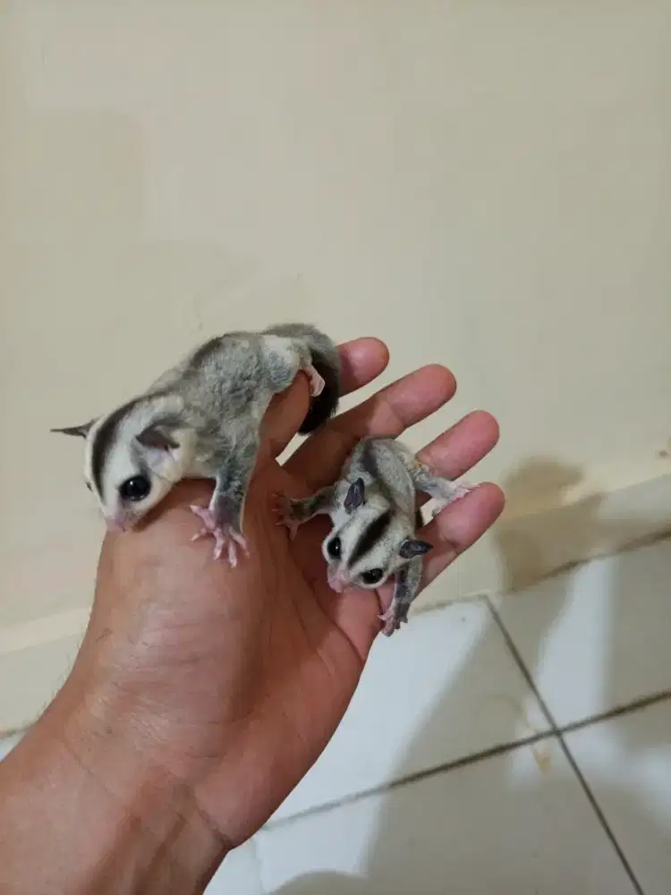 Sugar glider white face sepasang
