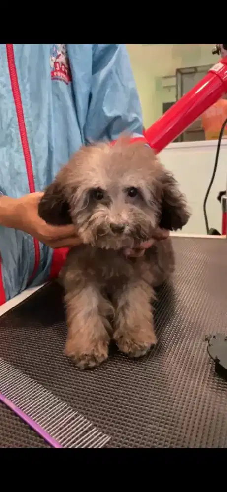 Poodle silver jantan
