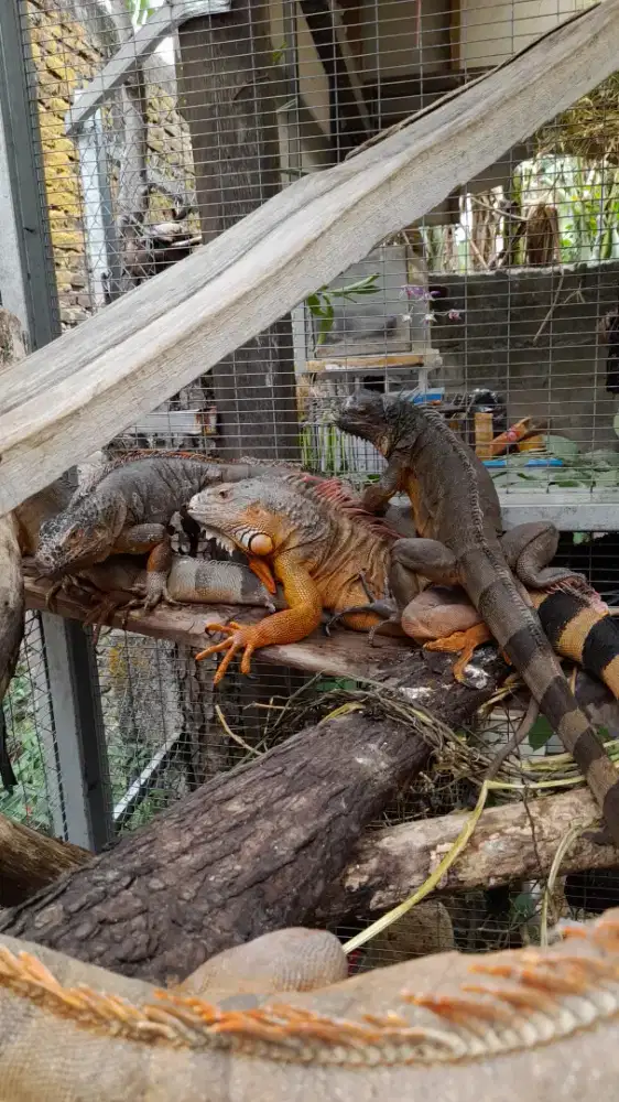 Iguana Indukan Borong