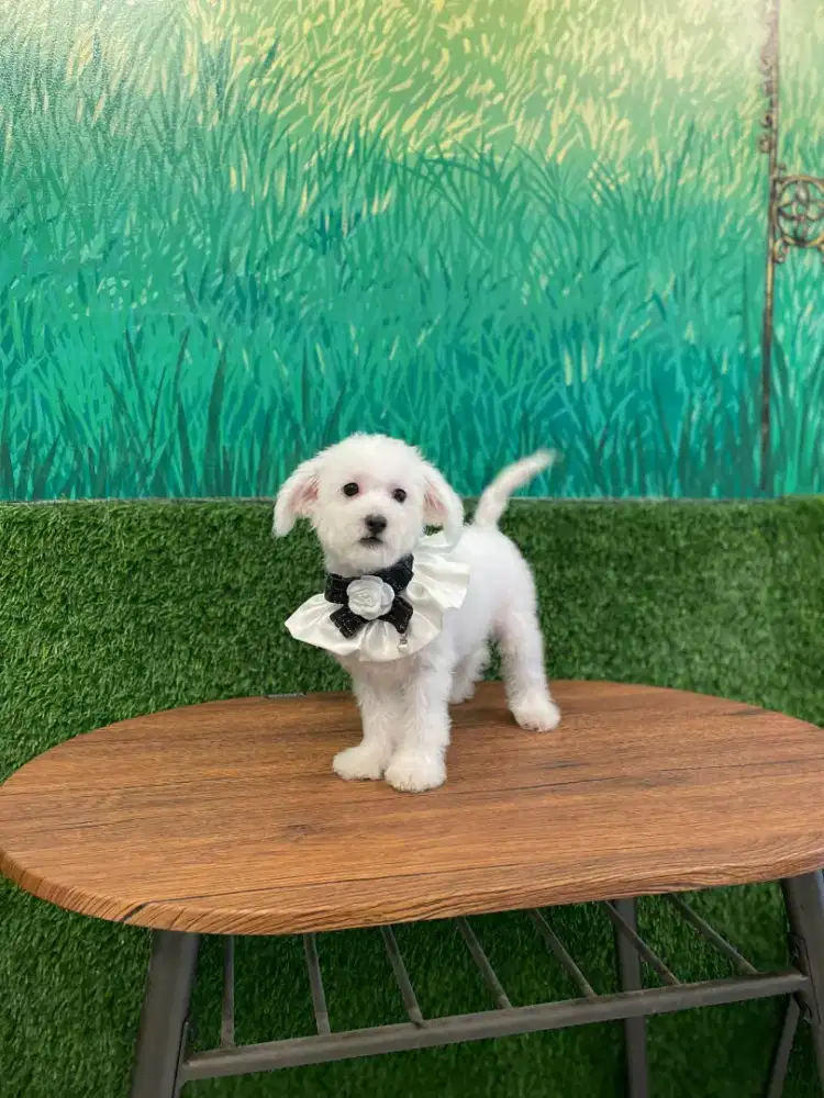 Anjing bichon 5bln