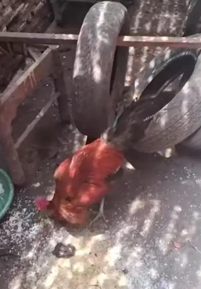 Ayam jago jago kluruk