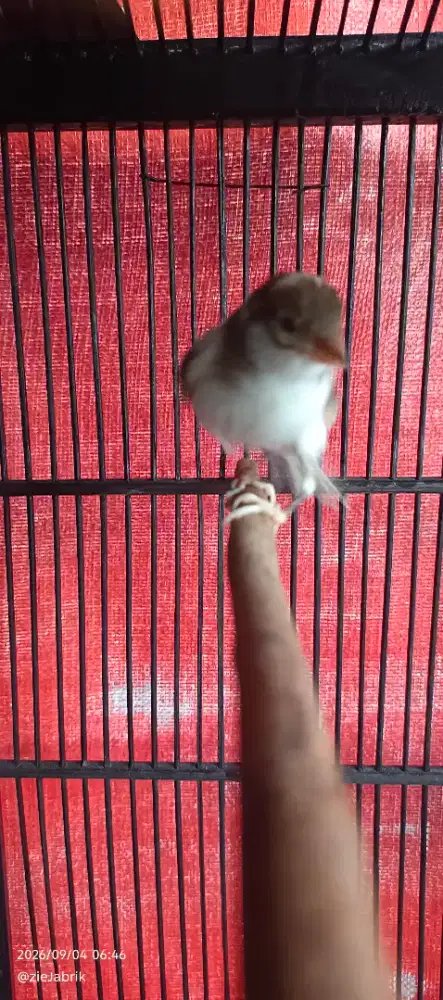 Burung kenari panda harian bunyi baru kelar mabung