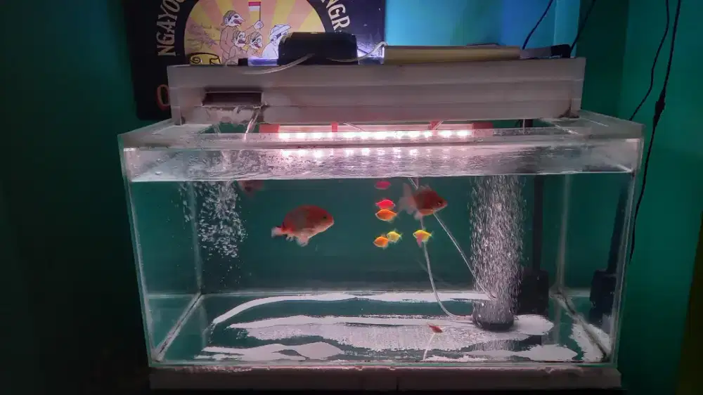 Jual ikan dan 2 Aquarium + peralatan lampu 3 warna, UV dsb