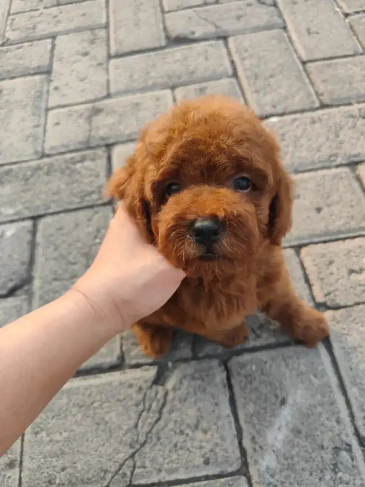 Tiny poodle super red