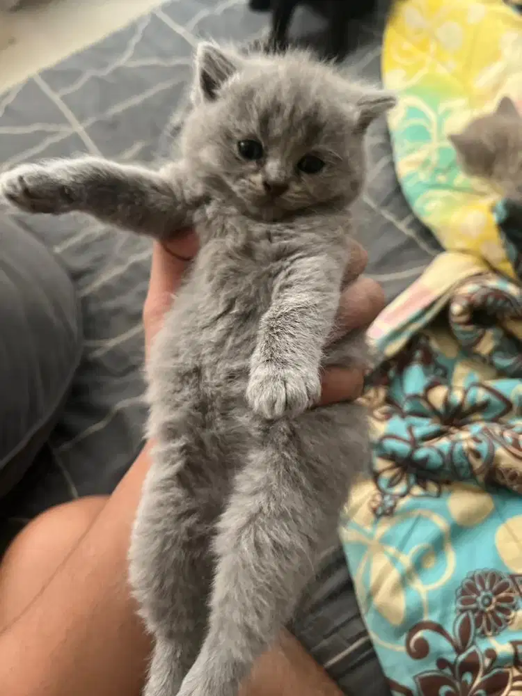 kitten BSH usia 2 bulan