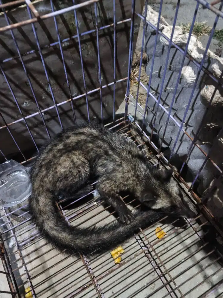 jual musang pandan baru kalo ukuran liat sendiri