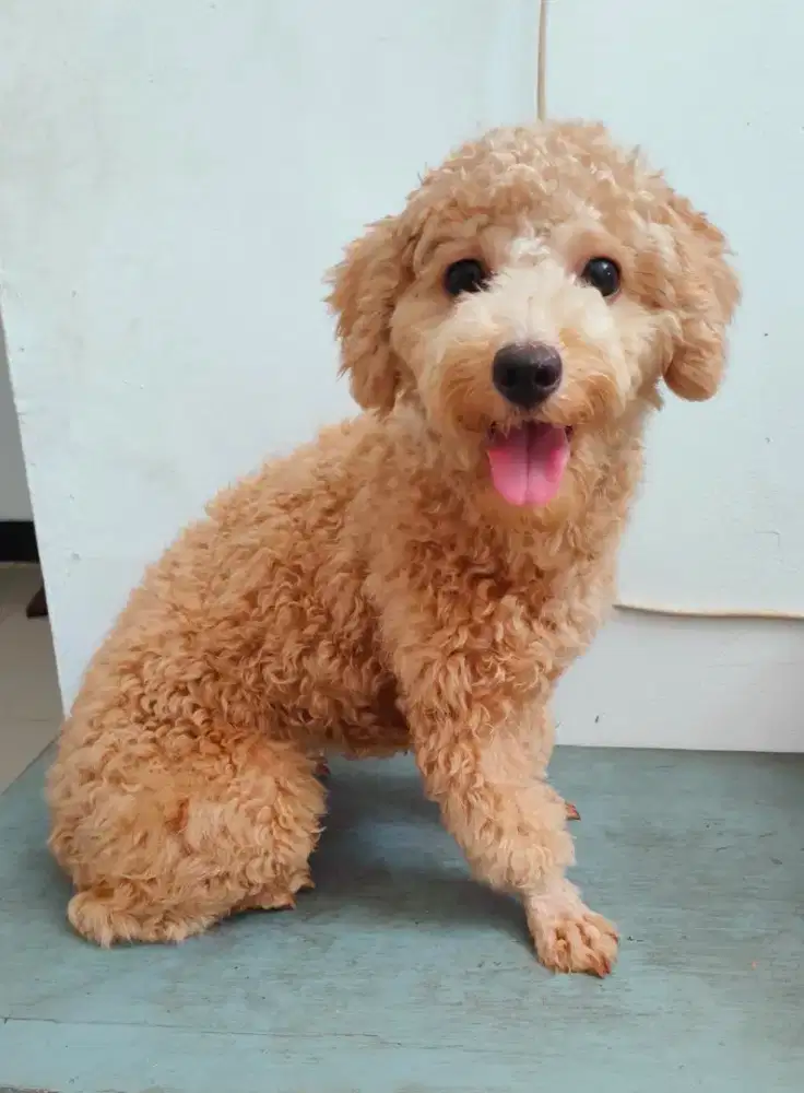 Poodle betina non stb
