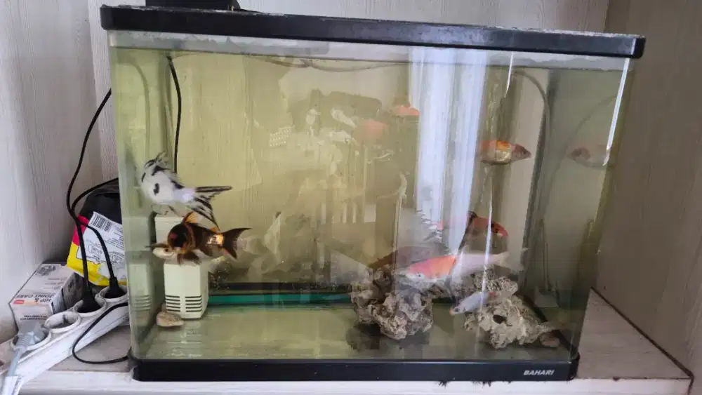 AQUARIUM SUDUT LENGKUNG