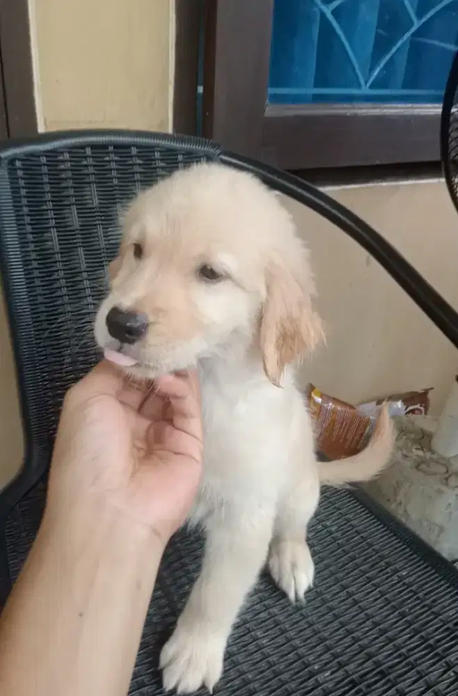 Golden Retriever jual anjinh golden retriever anak anjing