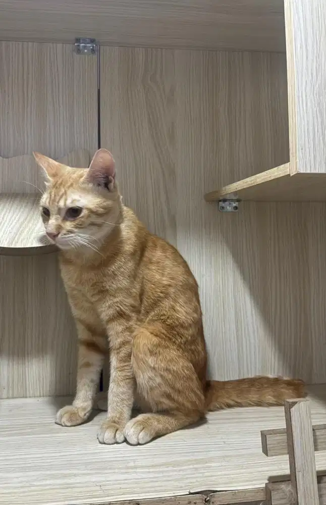 FREE ADOPT Kucing Latte Jantan 1 Tahun