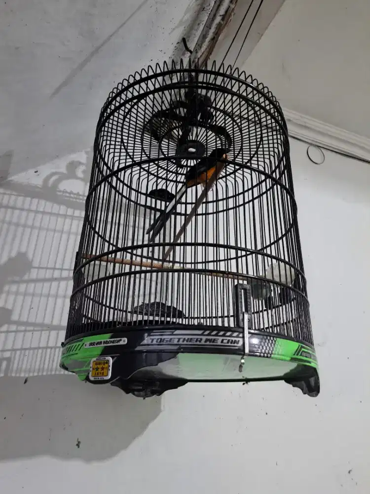 Burung murai dan kandang oriq
