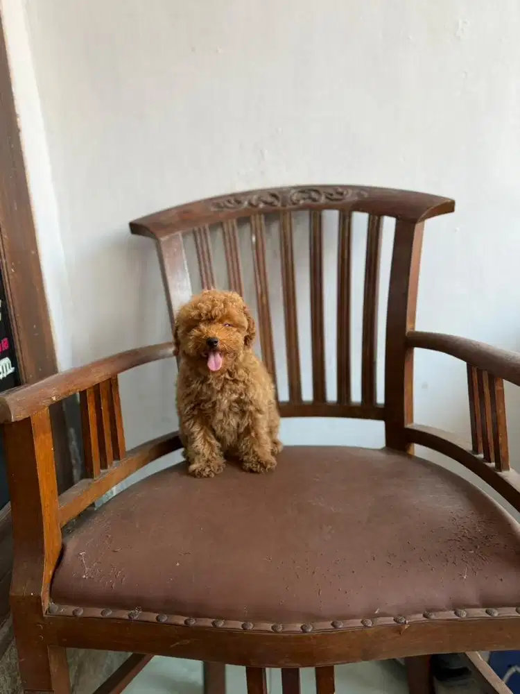 Redtoy poodle betina