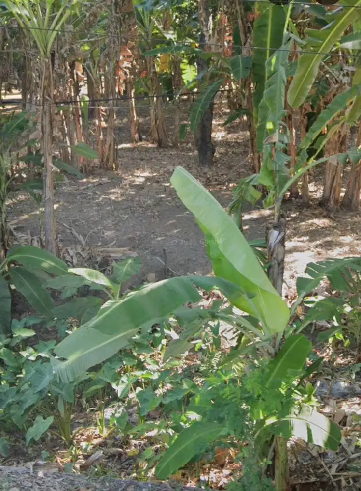 Jual Tanah Kebun di Situbondo