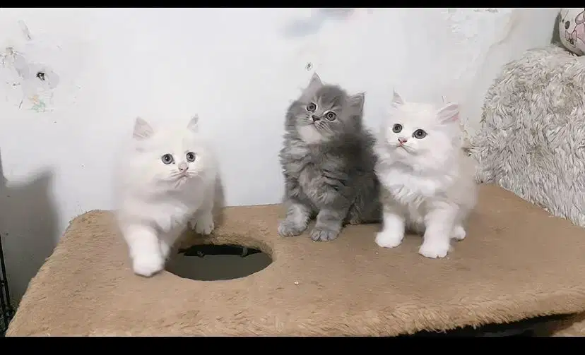 Kucing persia flatnose