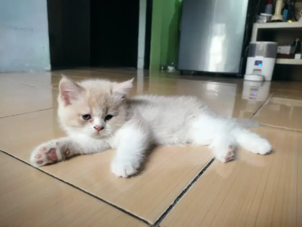 Kucing BSH bicolour dan solid grey