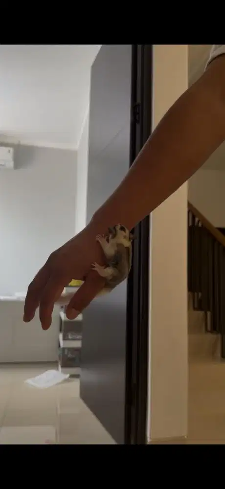 sugar glider mozaic Joey Jantan