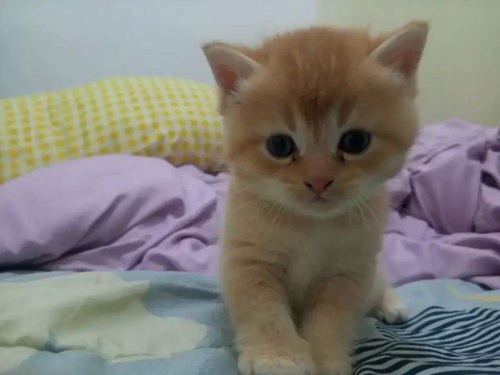 Kucing BSH umur 1.5 bln