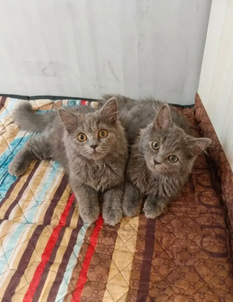 Persia mix BSH 3bulan sepasang 1.5jt 2ekor