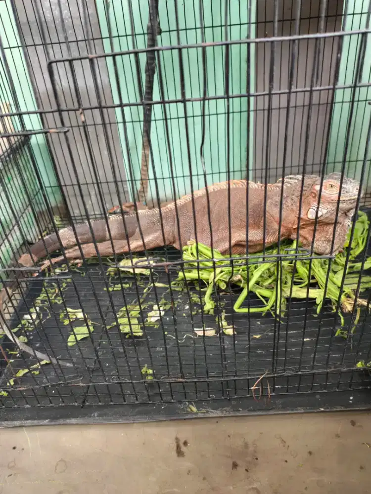 Dijual iguana apa adanya sesuai di foto
